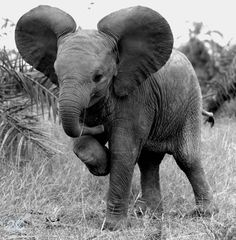 black and white photograph of an elephant with its trunk in it's mouth looking at the camera