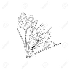 an ink drawing of some flowers on a white background stock photo and royalty illustration image