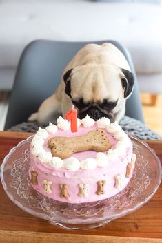 a pug dog sitting in front of a pink cake with a bone on it