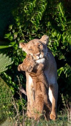 two young lions playing with each other in the grass near some bushes and trees, one is rubbing its head on another's back