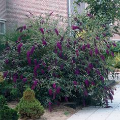 a bush with purple flowers in front of a brick building