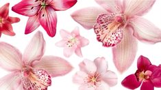 pink and white flowers on a white background