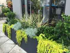 some plants that are sitting on the side of a building