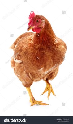 a brown chicken with a red comb on its head and legs, standing against a white background