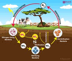 a diagram showing the life cycle of a plant and how it is attached to its environment