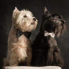 two small dogs wearing bow ties sit on a cushion in front of a black background