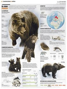 a poster with bears and other animals on it's back side, in spanish