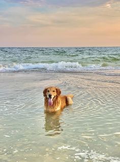 a golden retriever dog standing in the ocean water with his tongue hanging out and looking at the camera