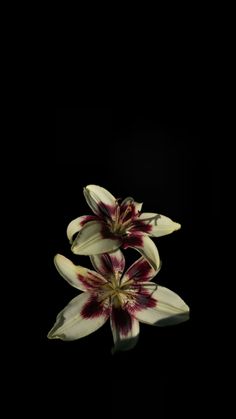 three white and red flowers are in the dark