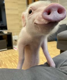 a small pig standing on top of a person's leg