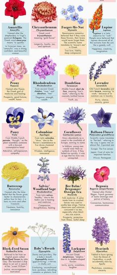 the different types of flowers that can be seen in this poster, with their names and colors