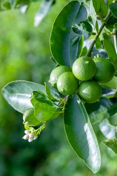 the fruit is growing on the tree branch in the sunlit forest, ready to be picked