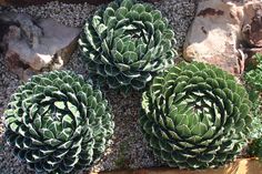 three large green plants sitting next to each other on top of rocks and gravel covered ground