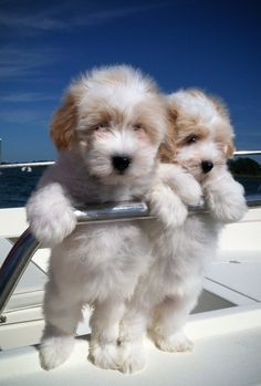 two small white dogs standing on the back of a boat with their paws hanging out