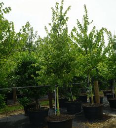 several trees in black pots on the ground