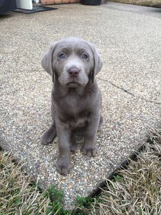 a gray dog sitting on top of a gravel covered ground