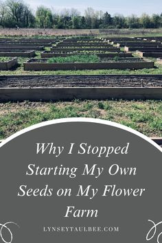 rows of plants with the words why i stopped starting my own seeds on my flower farm