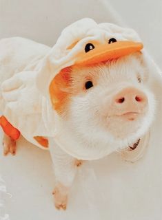 a small white pig wearing a duck hat and blanket on it's head, looking up at the camera