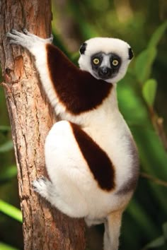 a small brown and white lemura climbing up the side of a tree trunk