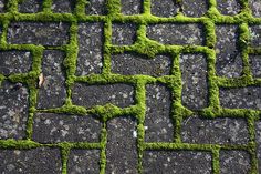 the pavement is covered in moss and has small squares on it, as if they were woven together