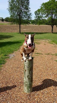 a brown and white dog sitting on top of a wooden post