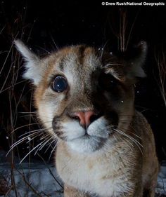 a close up of a cat with snow on it's face and nose, looking at the camera