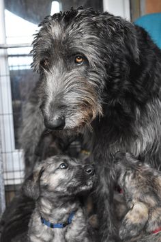 a dog and two puppies are sitting on the floor in front of a window