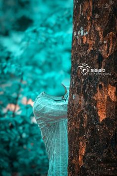 a woman standing next to a tree in the forest