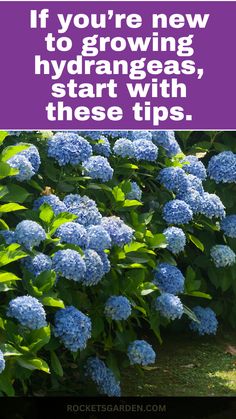 blue flowers with the words if you're new to growing hydrangeas, start with these tips