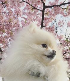 a small white dog sitting in front of a tree with pink flowers on it's branches