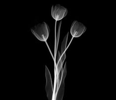 black and white photograph of three tulips in a vase on a dark background