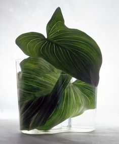 two green leaves in a clear glass vase