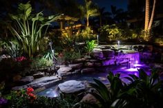 a lit up garden pond at night with purple lights in the water and palm trees