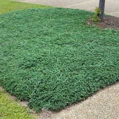 a patch of green grass next to a tree on the side of a road in front of a sidewalk