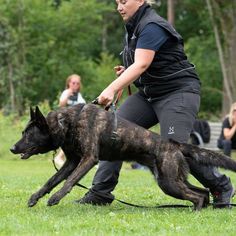 Igp Dog, Alsatian Dog, Guard Dog Breeds, Military Working Dogs, Dog Sports