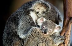 a baby koala is sitting on top of an adult koala