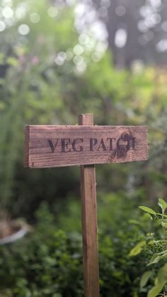 a wooden sign sitting in the middle of a lush green forest