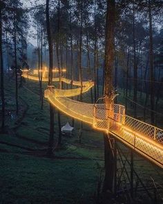 an illuminated walkway in the middle of a forest