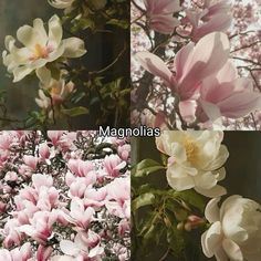 four different types of flowers with the words magnolias above them and below it