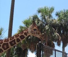 a giraffe standing next to a metal fence and palm trees in the background