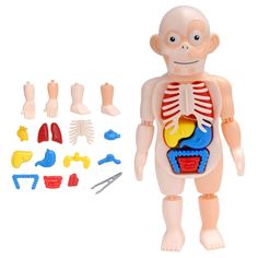 an image of a toy human body and parts