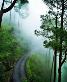 a winding road surrounded by trees and fog