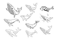 an ink drawing of different types of whales