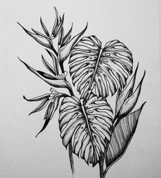 a black and white drawing of a leafy plant