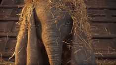 an elephant with blue eyes standing in hay