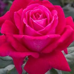 a pink rose with green leaves in the background