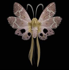 a pink and white butterfly with long blonde hair on it's back side, against a black background