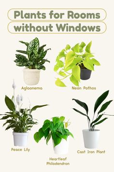 plants for rooms without windows in pots