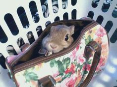 a hamster is sitting in a floral bag