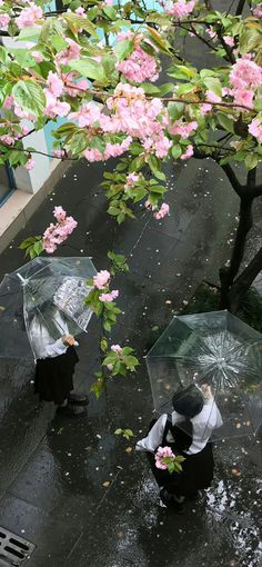 two people with umbrellas are standing in the rain under pink flowers on a tree